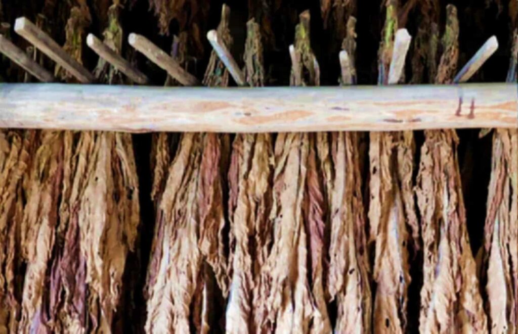 Старая фотография процесса сушки табака Латакия