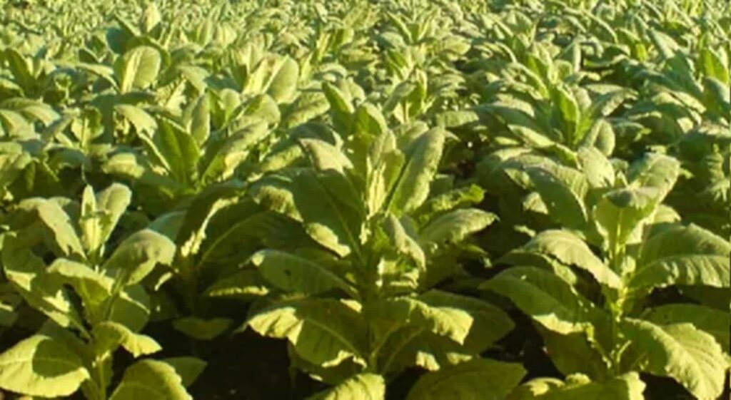 Растения табака растут в поле